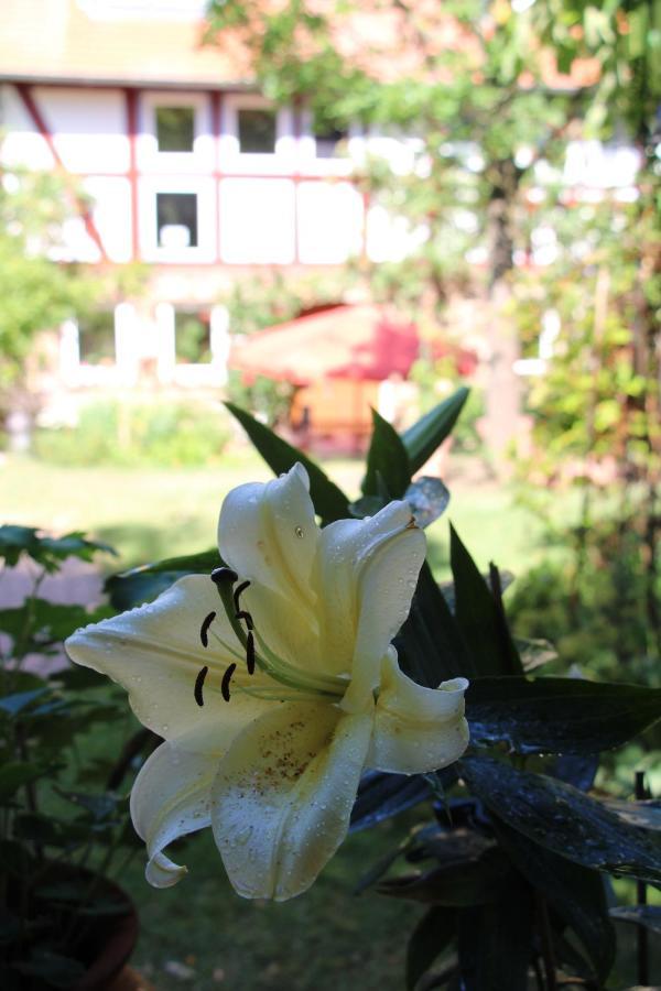 Ferienhaus Burgblick Munzenberg ภายนอก รูปภาพ